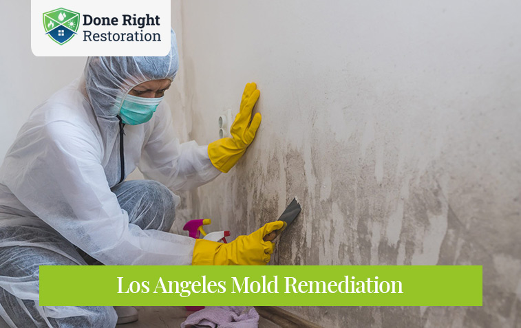 Los Angeles Mold Remediation