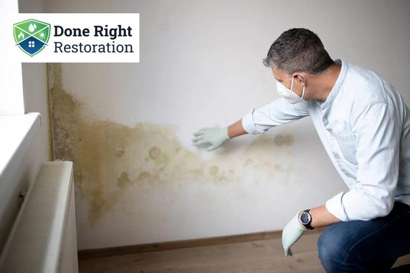 Inspect for Mold Damage